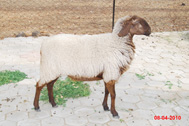 Deccani-(Sangamneri) Ewe
