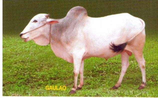 Gaolao two
