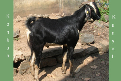 Konkan Kanyal (Male)