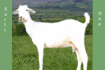Surti Goat