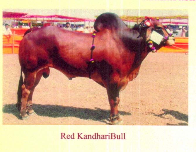 redkandhari four